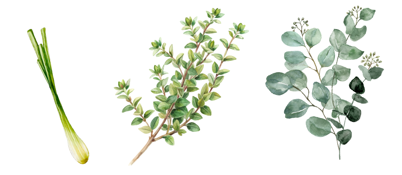 コウスイガヤ・ユーカリ・レモングラスのイラスト